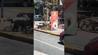 ¡Increíble Paseador de Perros Maneja a 20 Perros a la Vez 🐶😍 [upl. by Innis26]