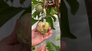 I really like the custard apple ripened on the tree because its very sweet and juicy satisfying [upl. by Miki]