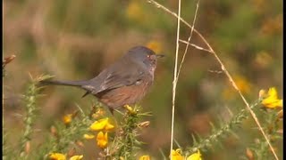 Fauvette pitchou  Dartford Warbler  Provencegrasmücke  Sylvia undata [upl. by Zakarias]