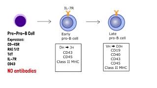 B Cell Development [upl. by Audre]