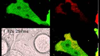 Protein interaction in a cell [upl. by Lurleen853]