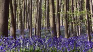 Hallerbos 2 mei 2017 [upl. by Ahseid311]