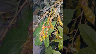 Pigeon peas 🫛 arushaivideos [upl. by Eelan21]