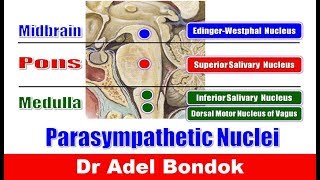 Parasympathetic Nuclei in the Brainstem and Parasympathetic Ganglia Dr Adel Bondok [upl. by Rafaellle328]