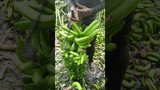 Banana 🍌 Cutting and packing part 153 [upl. by Rialc632]