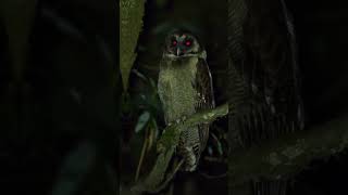 burung hantu menakutkan like video shorts [upl. by Nus952]