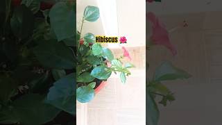 Beautiful hibiscus🌺flowersflowergardening satisfying nature trending ytshorts shorts foryou [upl. by Leahcimnaj770]