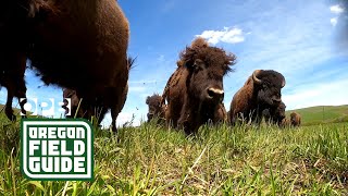 Bison Ranching in Oregons Wallowa Mountains  Oregon Field Guide [upl. by Yllime]