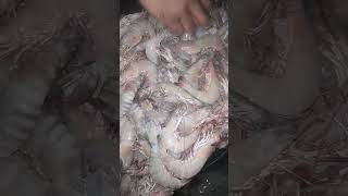 shrimps fishery fish seafood food [upl. by Akenot394]