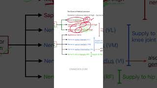 Femoral nerve branches  Dr Pawan nagar enmeder [upl. by Uyr598]