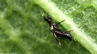 Female Banded Thrips  Aeolothrips fasciatus  Oviposition  Laying Eggs  Macro HD [upl. by Ennovihc816]