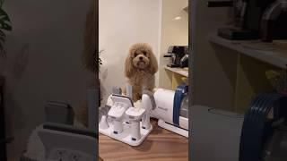 Grooming time made easier using oneisall pet grooming vacuum kit 🤎 Link in the description box 🐾 [upl. by Sholem]