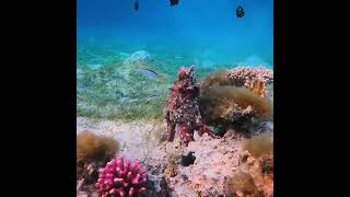 Snorkeling Egypt Red Sea Marsa Alam  three corners fayrouz plaza beach resort Marsa Mubarak [upl. by Utter231]