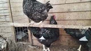 silver double laced barnevelder pullets hatching eggs birds cockerel hen holland uk [upl. by Eylrahc95]