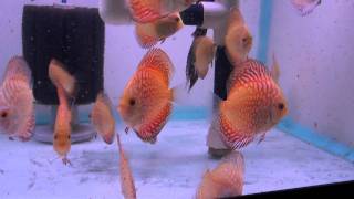 Checkerboard Pigeon Blood Discus Fish Eating Daphnia [upl. by Dlarrej]