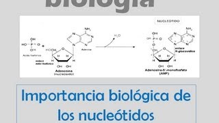 Importancia biológica de los nucleótidos [upl. by Zacherie]