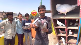 Apne Subscribers Ko Lal Kabootar Ka Joda Gift Diya 😍 [upl. by Ekralc]