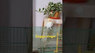 Cockatiel bird 🐦singing 🎶 trending birdsinging shortsfeed youtube birdsounds ytshorts [upl. by Notneiuq]