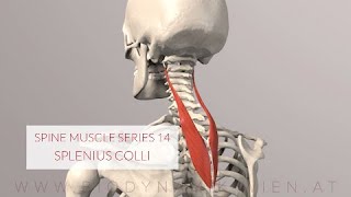 Spine Series 14 Neck Muscles Splenius Colli 3D Animation [upl. by Ratna87]