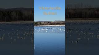 Parque em Victoriaville Quebec [upl. by Launam]