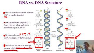 Biochemistry Lecture 10 [upl. by Eelaras]