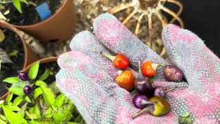 PEPPERS amp ONIONS gardentoursaturday letsshareourplantsuccessordisasterstories [upl. by Rowen448]