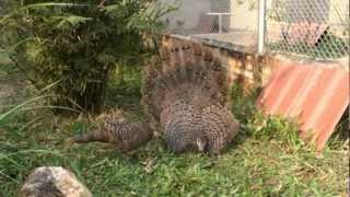 Grey Peacock Pheasants in captivity [upl. by Maurreen317]