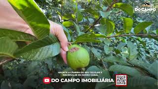 VENDIDO  CHÁCARA À VENDA EM SANTA CATARINA CASA RIO E FRUTAS [upl. by Infeld524]