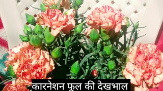 114How to grow and care Carnation flowers plant [upl. by Flore601]