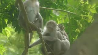 Wild mom monkeys 🐒🐒 relaxing on the tree 🎄 with their babies  NLM285 [upl. by Jegar]