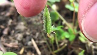 Yellow Woodsorrel Oxalis Stricta Seeds Exploding in Slow Motion [upl. by Valida]