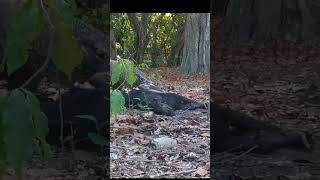 Komodo dragons show their ferocity [upl. by Weinstein]