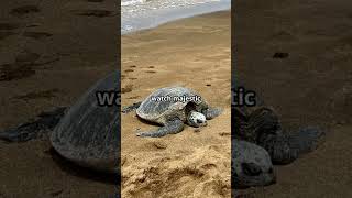 🐢🌿 Tortuguero Costa Rica’s Wildlife Wonderland shorts Tortuguero WildlifeAdventure [upl. by Ahswat]