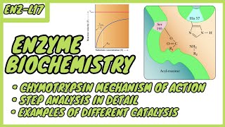 Chymotrypsin Mechanism  Enzyme Biochemistry  EnzL17  in UrduHindi [upl. by Jessika802]