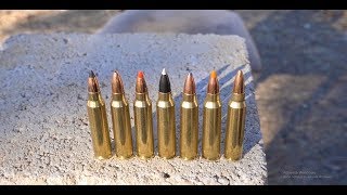 Whats The Best 223 Varmint Bullet [upl. by Fernando]