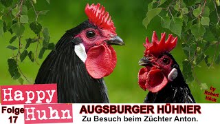 E17 Augsburger Hühner und ZwergAugsburger im Rasseportrait HAPPY HUHN  Hühner mit Kronenkamm [upl. by Naujahs]