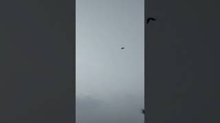 Birds flying together in the sky  Crow  caw caw sounds [upl. by Flan]