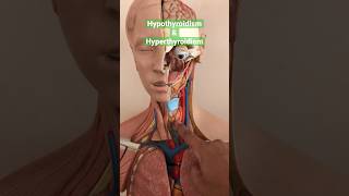 Hypothyroidism amp Hyperthyroidism  Natural Treatment thyroid [upl. by Aya]