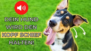 Geräusche damit dein Hund den Kopf neigt 🐶 [upl. by Westbrook]