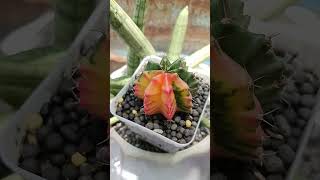 beautiful capture of my variegated gymnocalyciumcactus shortvideo shorts [upl. by Chase209]