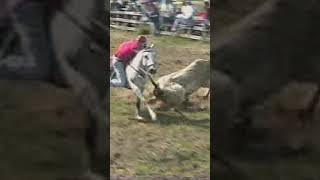 SANTAFE DE MORICAL shortvideo horse vaqueros caballos caballoscorriendo [upl. by Edita]