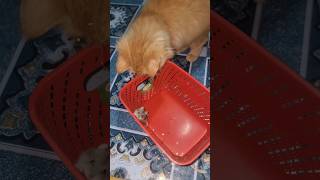 Cat vs hamster music youtubeshorts cute youtuber shorts hamsters catlover short bd bdnews [upl. by Asilenna]