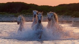 Camargue The Romance of Wild Horses [upl. by Aznarepse]