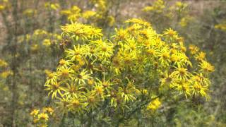 Common Ragwort  Senecio Jacobaea  Jakobskreuzkraut [upl. by Yht]