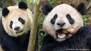 San Diego Zoo leaders meet two new pandas arriving from China [upl. by Alexander]