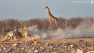 Zebra Stallions Fighting at Safarihoek November 2 2024 [upl. by Vernier666]