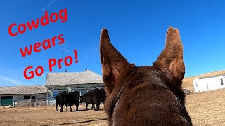 Hangin Tree Cowdog Wears Go Pro  Reata  Dagley Ranch Life Episode 20 [upl. by Danika]