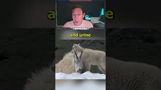 Urine Addicted Goats [upl. by Aroel197]