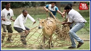 Nilgai Strays Into North Block Area Rescued [upl. by Oniratac]