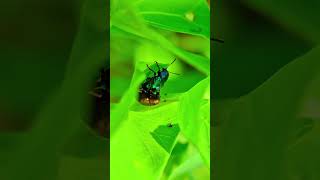 🪲🪲Chrysolina coerulans also known as the mint beetle or mint leaf beetle beetle bugslife insects [upl. by Lowrance]